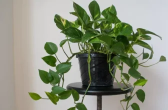 Stylish Ways to Display Indoor Plants