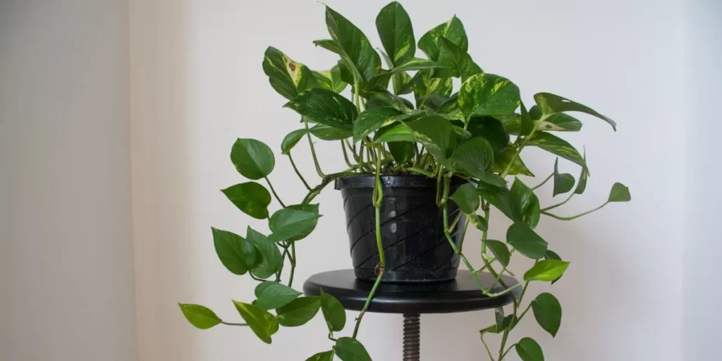 Stylish Ways to Display Indoor Plants Stylish Ways to Display Indoor Plants